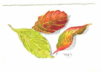 Fall Fling Marcia Smith Madison WI watercolor